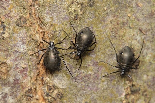 栗の木の害虫駆除 消毒時期は 毛虫 アブラムシ カミキリムシなど駆除対策を紹介