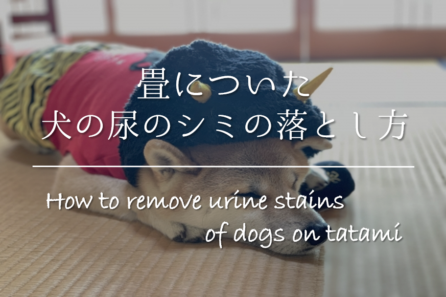 【畳についた犬の尿のシミの落とし方】簡単!!シミ抜き方法＆臭い取りを紹介！