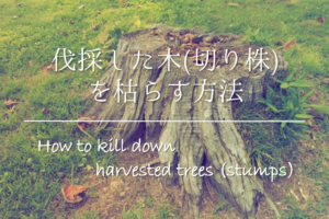 【伐採した木(切り株)を枯らす方法】簡単!!おすすめのやり方を紹介