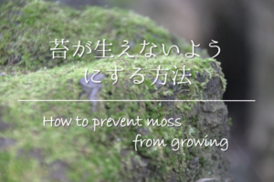 【苔が生えないようにする方法】庭の苔対策はこれで決まり！おすすめの方法を紹介