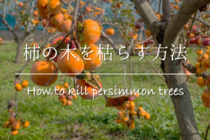 【柿の木を枯らす方法】木を切らずに枯らしたい!!おすすめの方法を紹介！